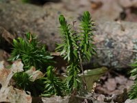 Shining Firmoss